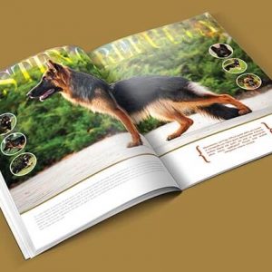 Catalogue A4 Giá Rẻ
